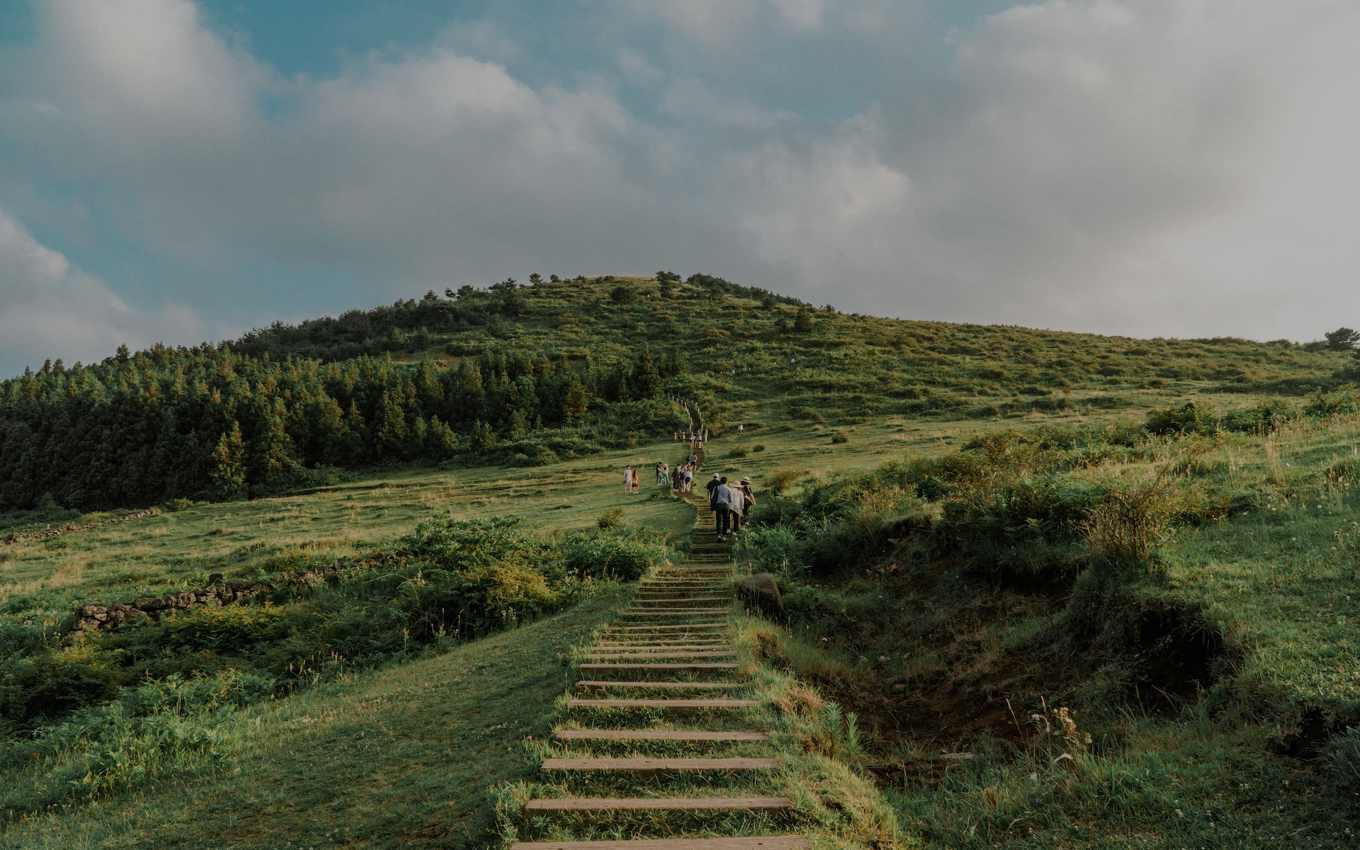 green plants with mountain photo